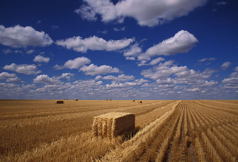 Gary Moon Agriculture Photograph Number 11