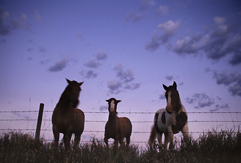 Gary Moon Agriculture Photograph Number 19