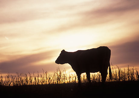 Gary Moon Agriculture Photograph Number 20