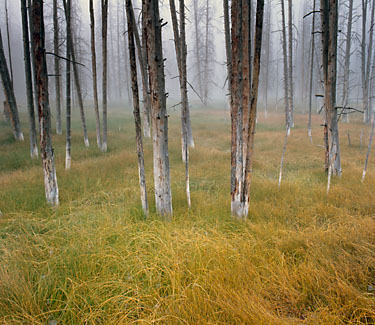 Gary Moon Nature Abstracts Photograph Number 4