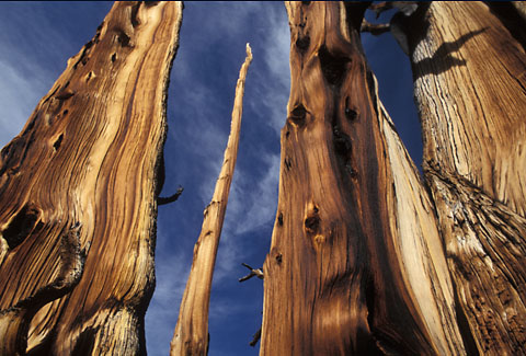 Gary Moon Nature Abstracts Photograph Number 11